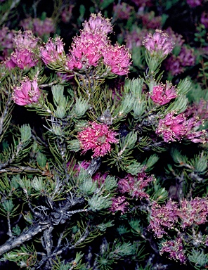 APII jpeg image of Melaleuca trichophylla  © contact APII