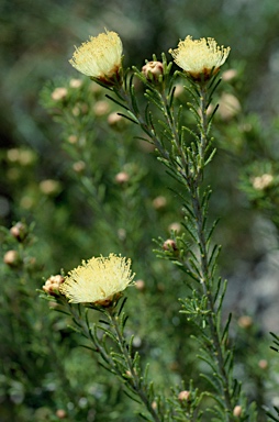 APII jpeg image of Melaleuca trichophylla  © contact APII