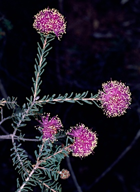 APII jpeg image of Melaleuca thapsina  © contact APII