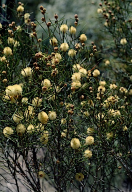 APII jpeg image of Melaleuca hamata  © contact APII