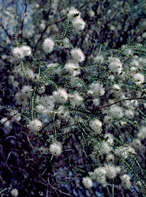 APII jpeg image of Melaleuca viminea subsp. viminea  © contact APII