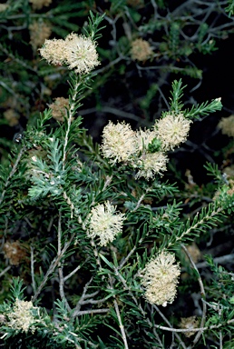 APII jpeg image of Melaleuca viminea subsp. viminea  © contact APII