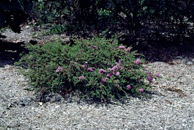 APII jpeg image of Melaleuca thymifolia 'Pink Lace'  © contact APII