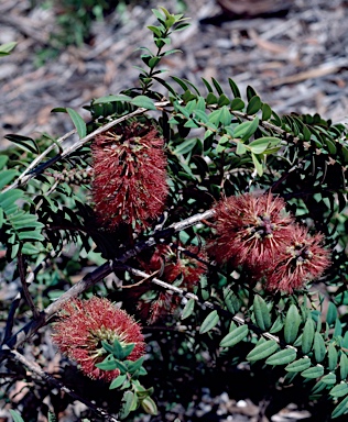 APII jpeg image of Melaleuca hypericifolia 'Ulladulla Beacon'  © contact APII