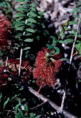 APII jpeg image of Melaleuca hypericifolia 'Ulladulla Beacon'  © contact APII