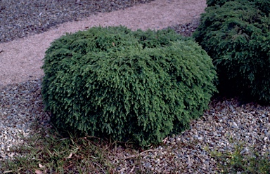 APII jpeg image of Melaleuca incana 'Velvet Cushion'  © contact APII