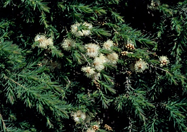 APII jpeg image of Melaleuca incana 'Velvet Cushion'  © contact APII