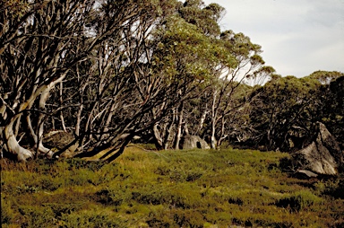 APII jpeg image of Eucalyptus pauciflora  © contact APII