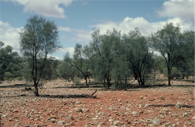 APII jpeg image of Casuarina pauper  © contact APII