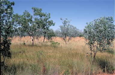 APII jpeg image of Eucalyptus pruinosa  © contact APII