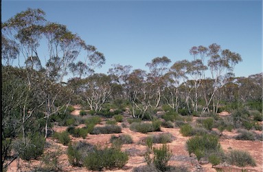 APII jpeg image of Eucalyptus gracilis  © contact APII