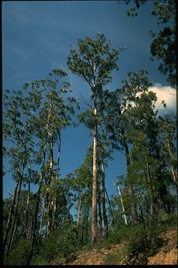 APII jpeg image of Eucalyptus agglomerata  © contact APII