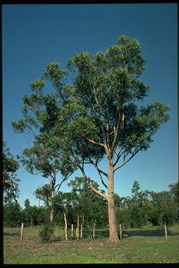 APII jpeg image of Eucalyptus camfieldii  © contact APII