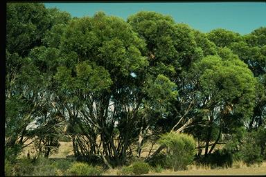 APII jpeg image of Eucalyptus cneorifolia  © contact APII