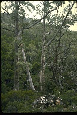 APII jpeg image of Eucalyptus coccifera  © contact APII