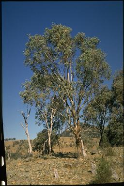 APII jpeg image of Eucalyptus dealbata  © contact APII