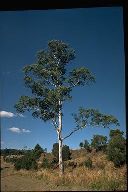 APII jpeg image of Eucalyptus dorrigoensis  © contact APII