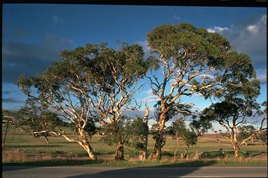 APII jpeg image of Eucalyptus fasciculosa  © contact APII