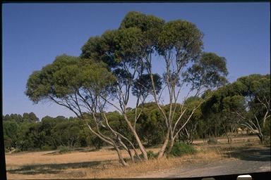 APII jpeg image of Eucalyptus gracilis  © contact APII