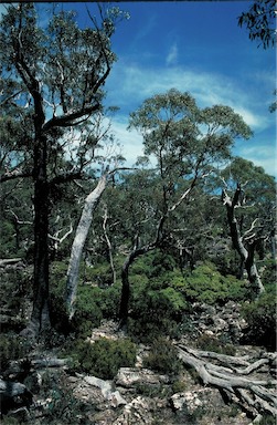 APII jpeg image of Eucalyptus delegatensis  © contact APII