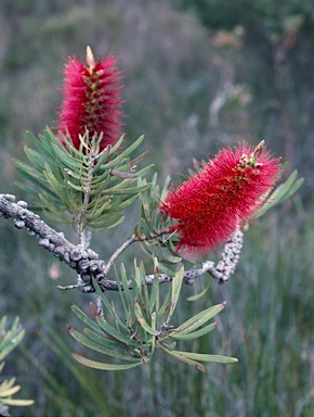 APII jpeg image of Callistemon glaucus  © contact APII