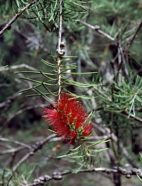 APII jpeg image of Callistemon linearis  © contact APII