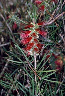 APII jpeg image of Callistemon linearis  © contact APII