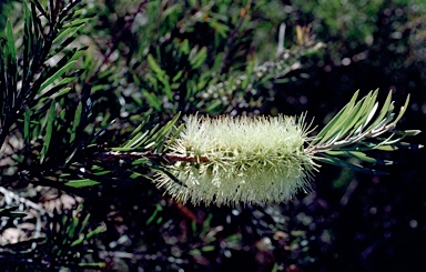 APII jpeg image of Callistemon pachyphyllus  © contact APII