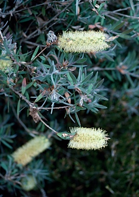 APII jpeg image of Callistemon pallidus  © contact APII