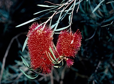 APII jpeg image of Callistemon phoeniceus  © contact APII