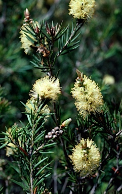 APII jpeg image of Callistemon pityoides  © contact APII