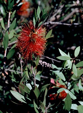 APII jpeg image of Callistemon polandii  © contact APII