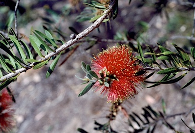 APII jpeg image of Callistemon rugulosus  © contact APII