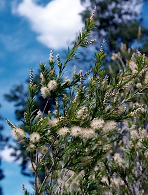 APII jpeg image of Callistemon shiressii  © contact APII