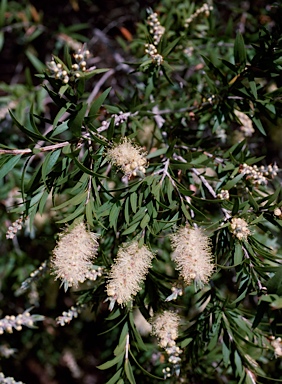 APII jpeg image of Callistemon shiressii  © contact APII