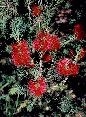 APII jpeg image of Callistemon subulatus  © contact APII