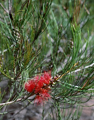 APII jpeg image of Callistemon teretifolius  © contact APII