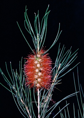 APII jpeg image of Callistemon teretifolius  © contact APII