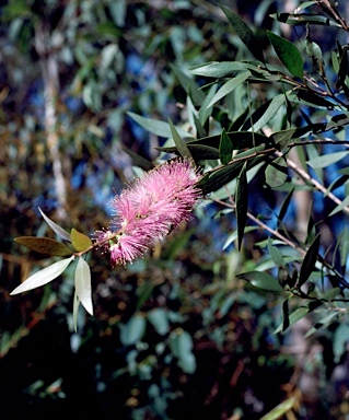 APII jpeg image of Callistemon 'Blush Pink'  © contact APII