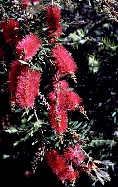 APII jpeg image of Callistemon 'Burgundy'  © contact APII