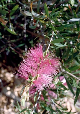 APII jpeg image of Callistemon citrinus 'Eastland'  © contact APII