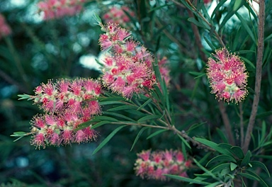 APII jpeg image of Callistemon 'Injune'  © contact APII