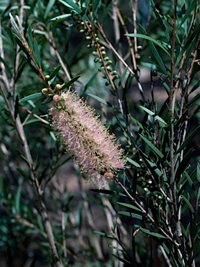 APII jpeg image of Callistemon 'Injune'  © contact APII