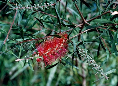 APII jpeg image of Callistemon 'Lilacinus'  © contact APII