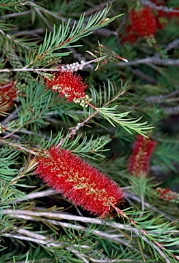 APII jpeg image of Callistemon 'Packers Selection'  © contact APII