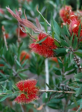 APII jpeg image of Callistemon polandii 'Peak Downs'  © contact APII