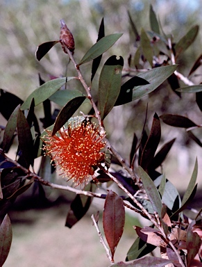 APII jpeg image of Callistemon polandii 'Peak Downs'  © contact APII