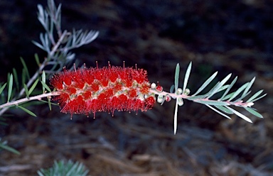 APII jpeg image of Callistemon 'Pendulous'  © contact APII