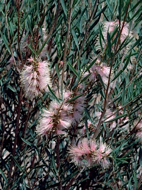 APII jpeg image of Callistemon phoeniceus 'Pink Ice'  © contact APII