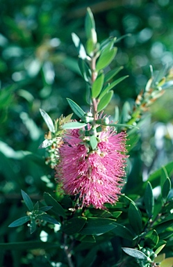 APII jpeg image of Callistemon 'Prestige Pink'  © contact APII